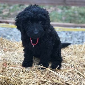 Meet your Posher, Bailey